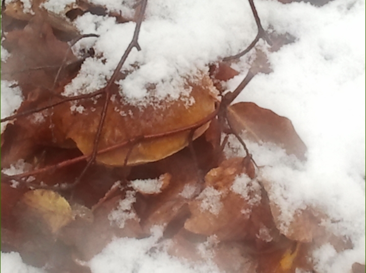 Piero, la neve, i funghi...